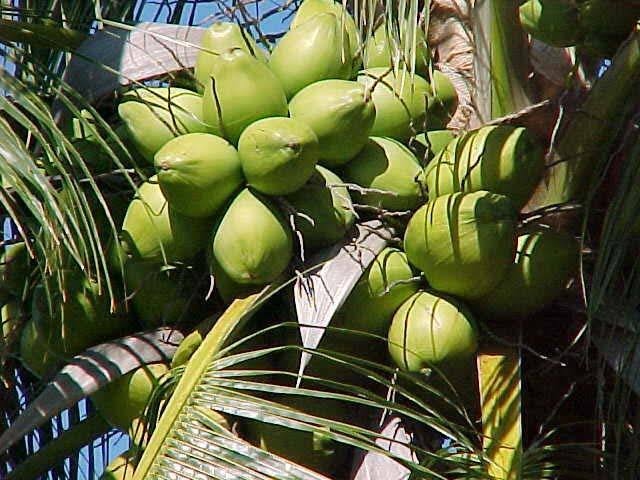 Mengatasi Hama Pohon Kelapa